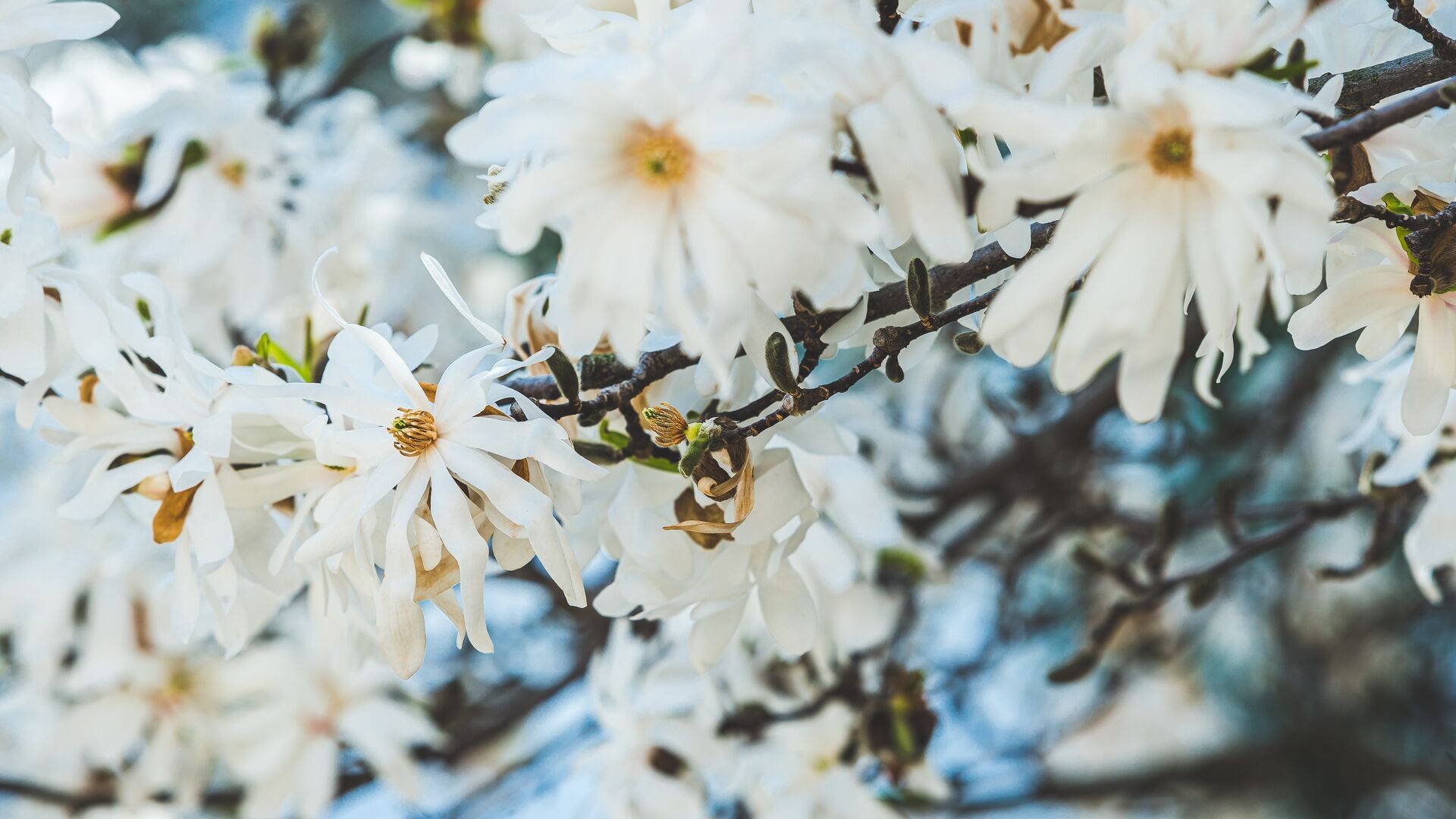 magnolia blossoms