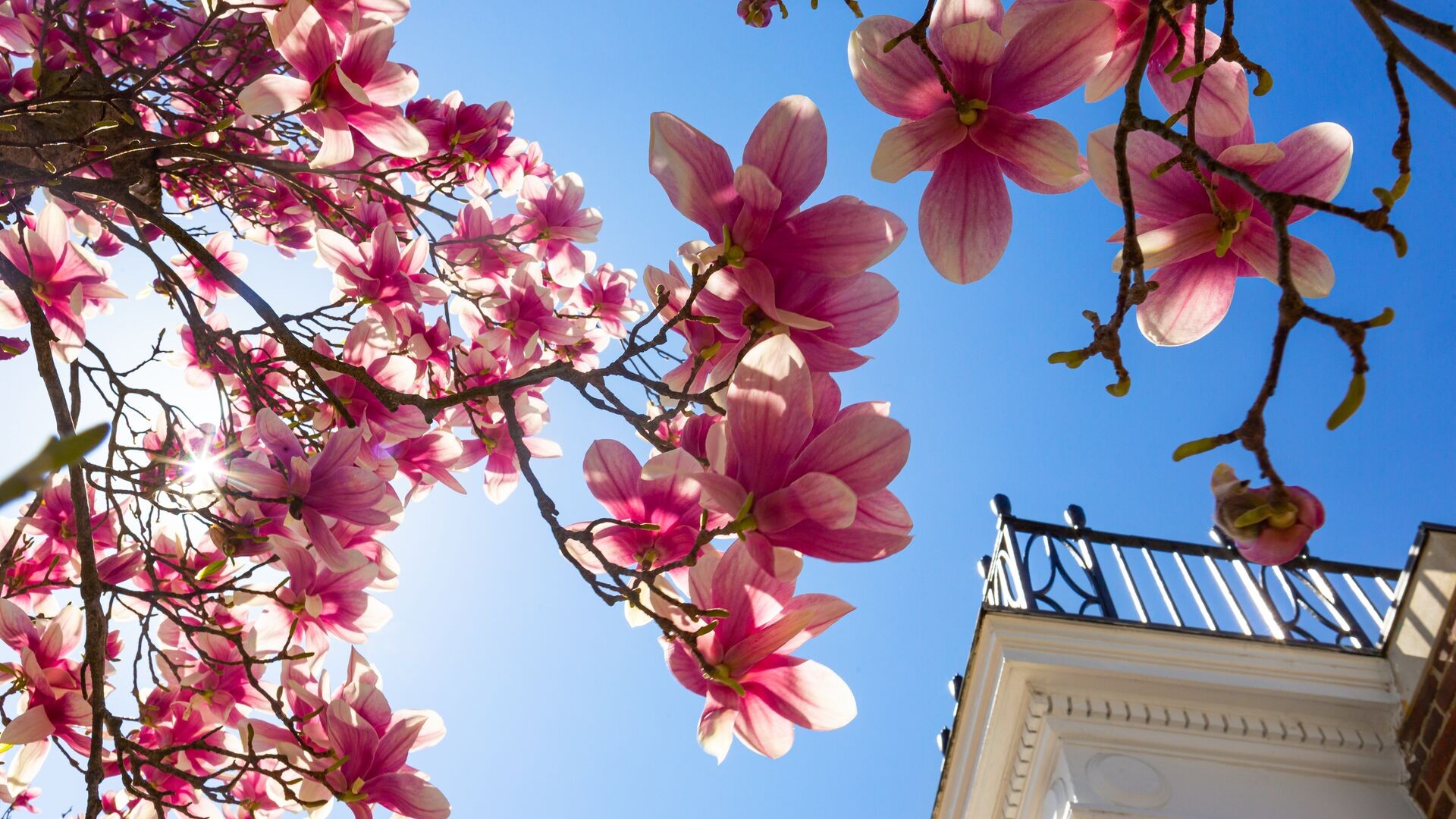 cherry blossoms turner hall