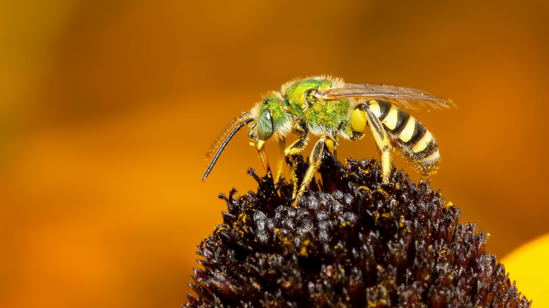 sweat bee