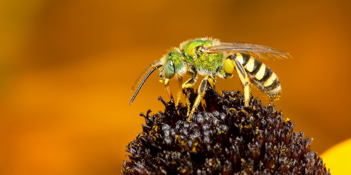 sweat bee